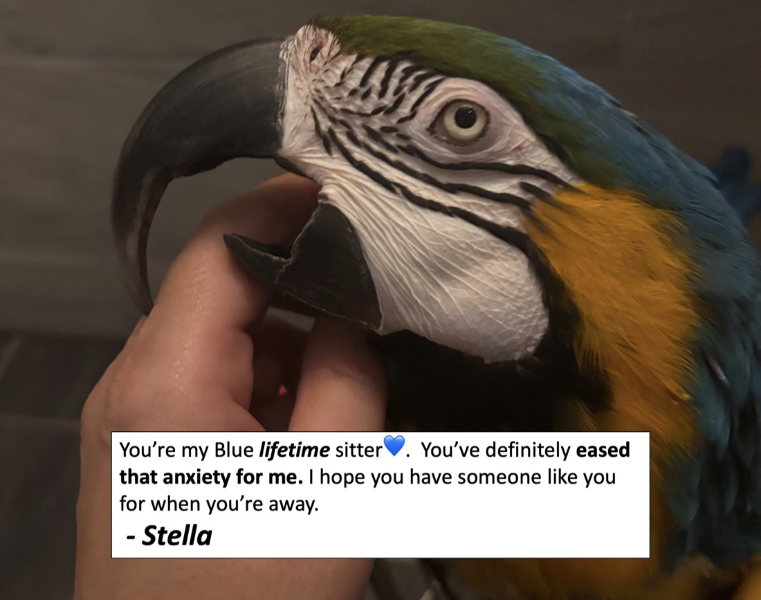 Client note from Stella about Blue the macaw